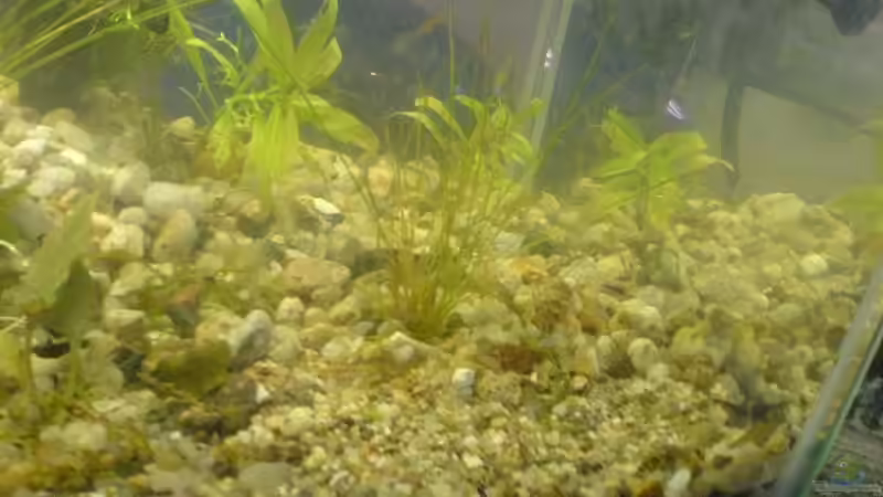 Aquarium Becken 11945 von Christoph H. (12) (2)