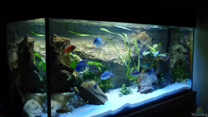 Aquarium Becken 11948 von Sven Roland (2)
