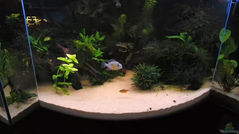 Aquarium Becken 11953 von WSS (10)