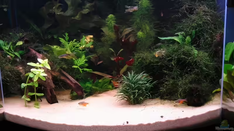 Aquarium Becken 11953 von WSS (11)