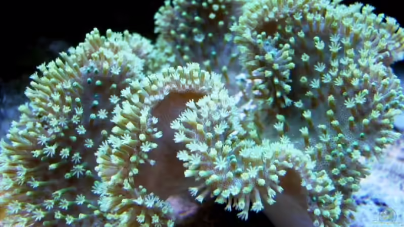 Aquarium Becken 11957 von Kadijah (2)