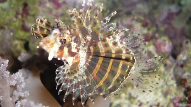 Aquarium Becken 11957 von Kadijah (3)