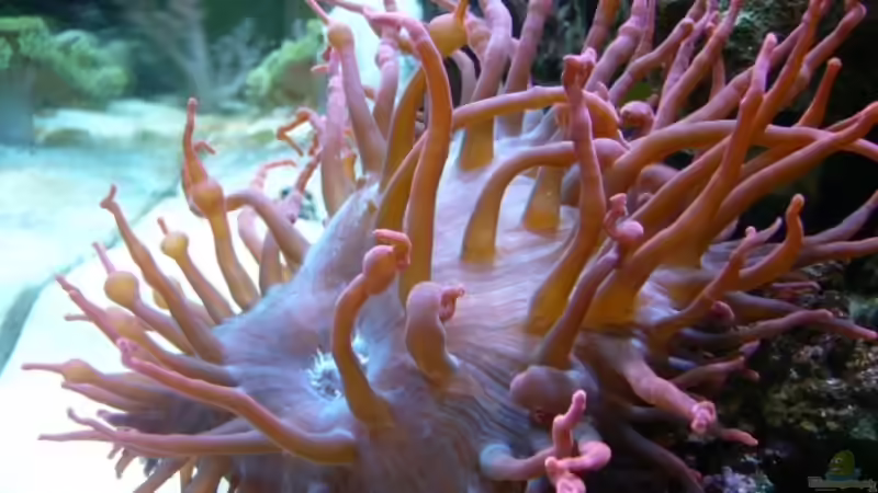 Aquarium Becken 11957 von Kadijah (5)