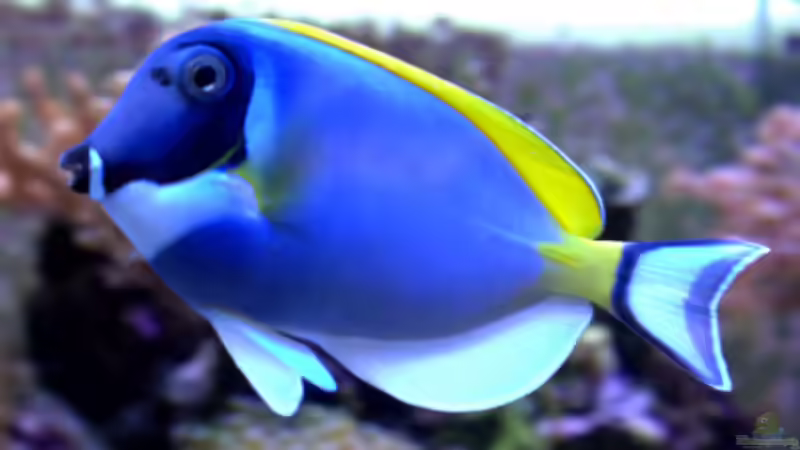 Aquarium Becken 11957 von Kadijah (6)