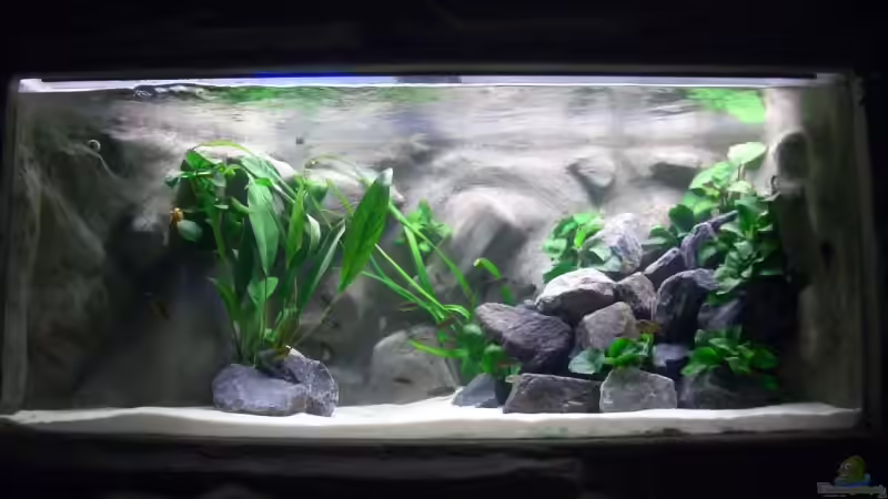 Aquarium Becken 1196 von Sandro Di Giandomenico (2)