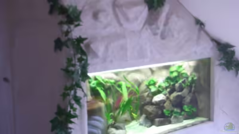 Aquarium Becken 1196 von Sandro Di Giandomenico (4)