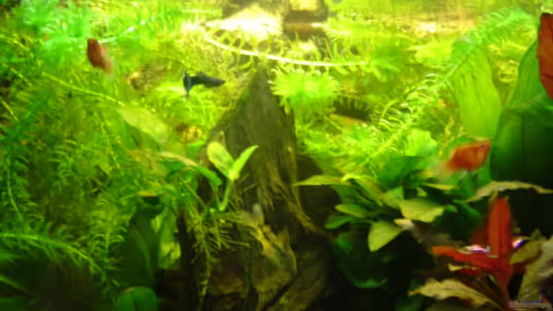 Aquarium Becken 11965 von Mischa (2)