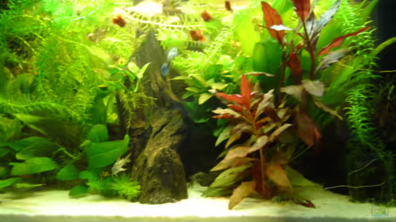 Aquarium Becken 11965 von Mischa (3)