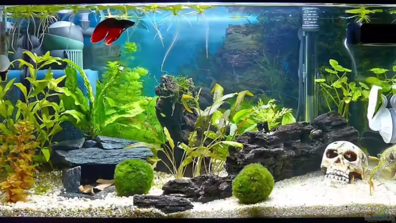 Aquarium Becken 11982 von rupi99 (2)