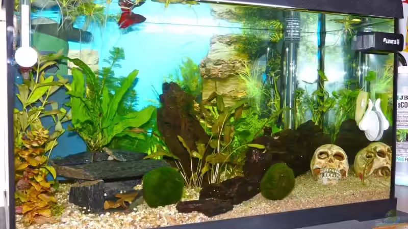 Aquarium Becken 11982 von rupi99 (3)