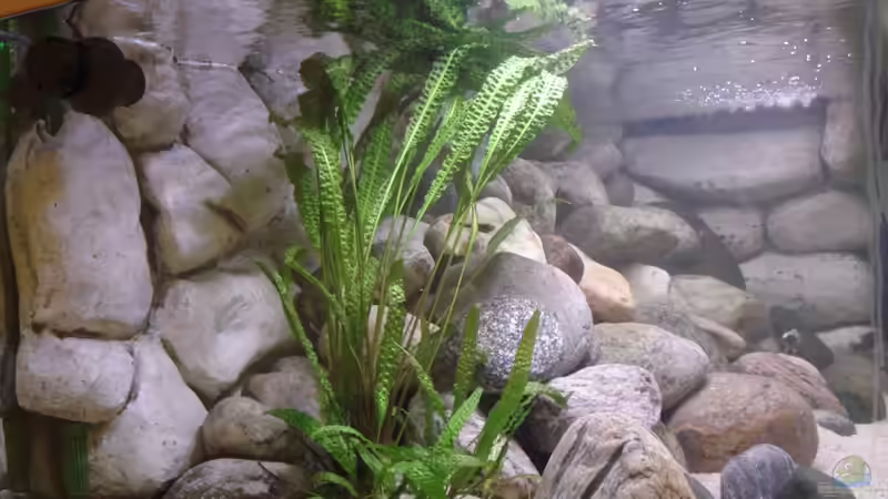 Aquarium Becken 11992 von Sandro Wiery (2)