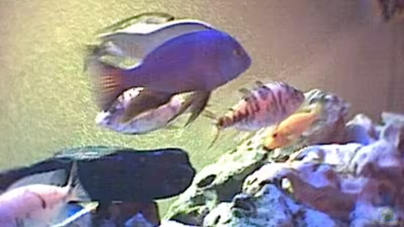 Aquarium Becken 12 von Georg Philipp Schwarz (3)