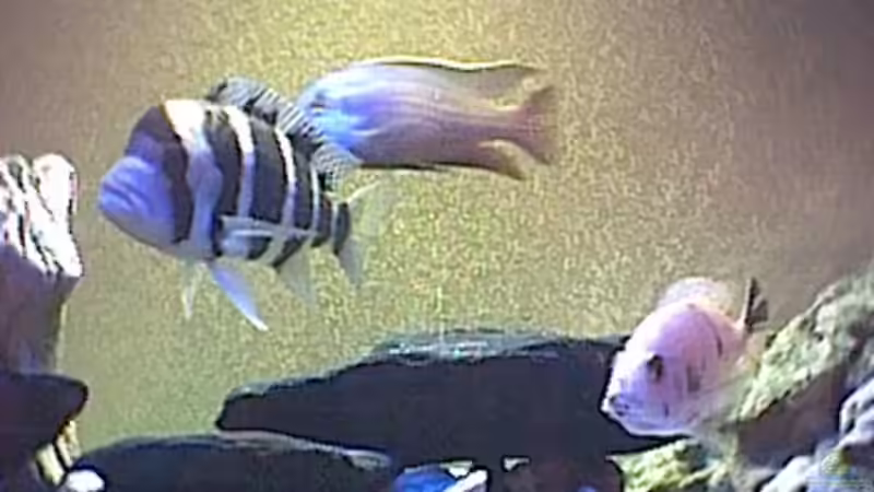 Aquarium Becken 12 von Georg Philipp Schwarz (5)