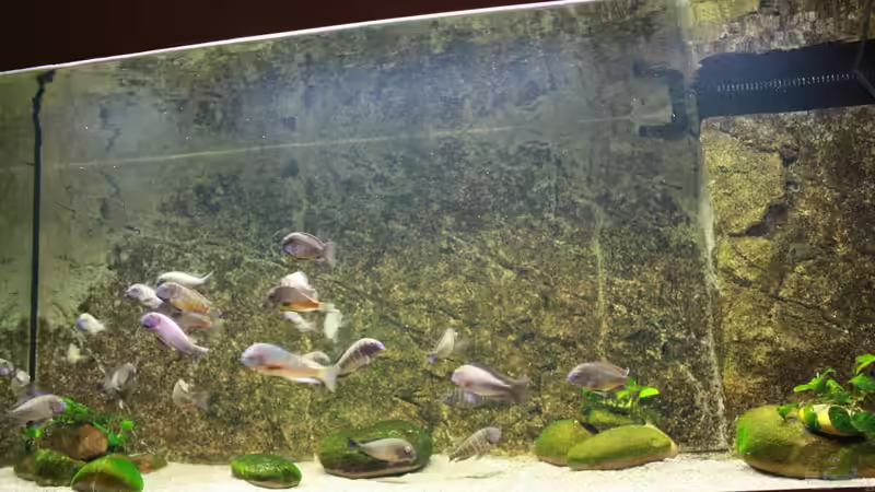 Aquarium Becken 12042 von Noci (2)