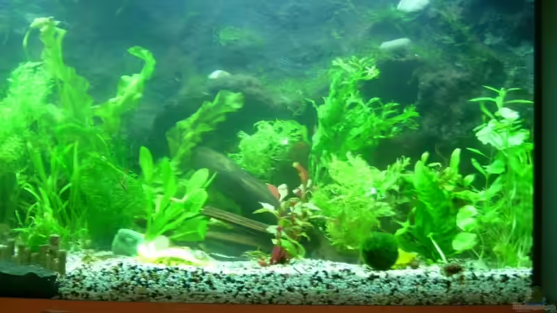 Aquarium Becken 12043 von Belvina (4)