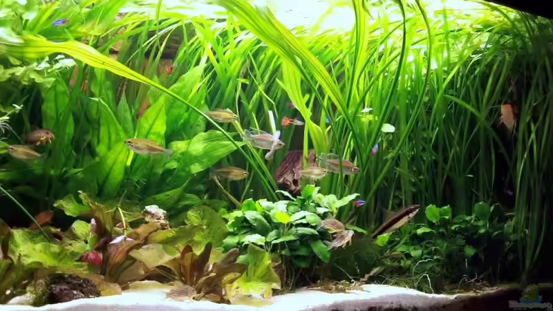 Aquarium Becken 12050 von cupra2009 (5)