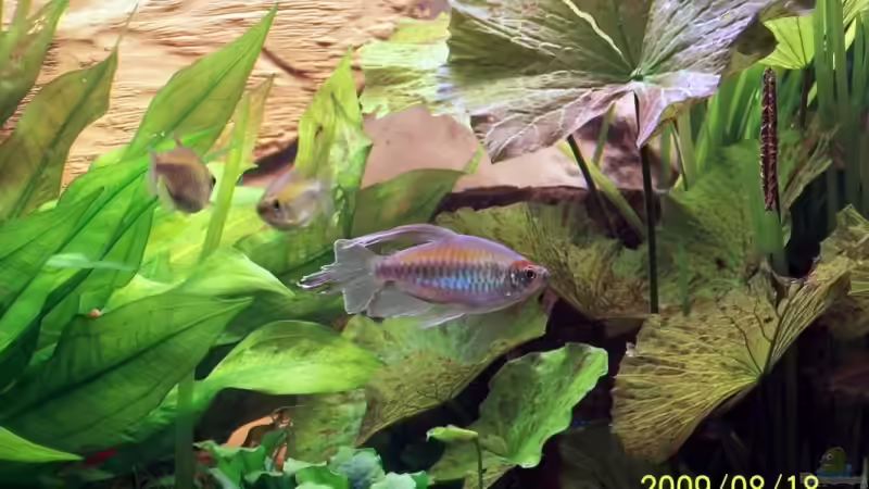 Aquarium Becken 12050 von cupra2009 (6)