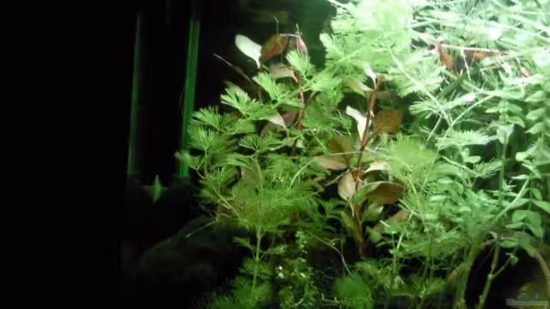 Aquarium Becken 12054 von stproff (2)