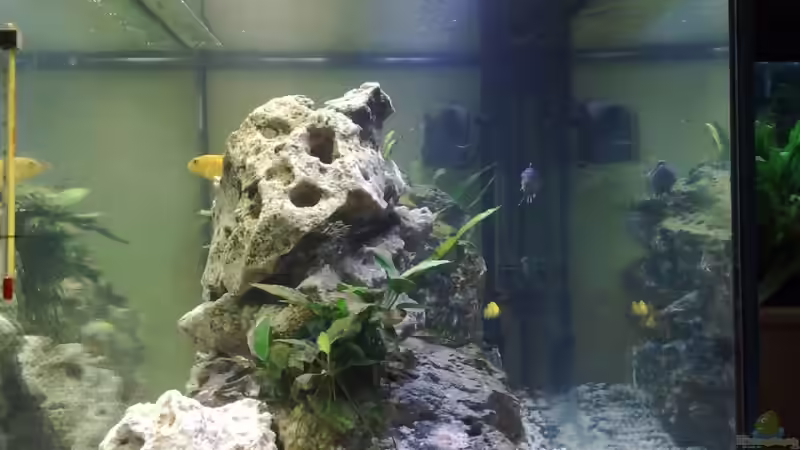 Aquarium Becken 12059 von Porklander (2)