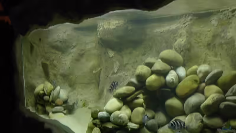 Aquarium Becken 1206 von Mathias Kern (5)