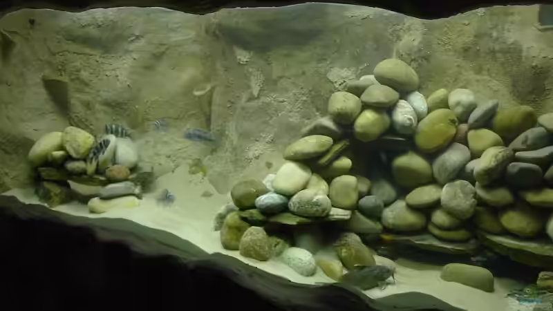 Aquarium Becken 1206 von Mathias Kern (6)