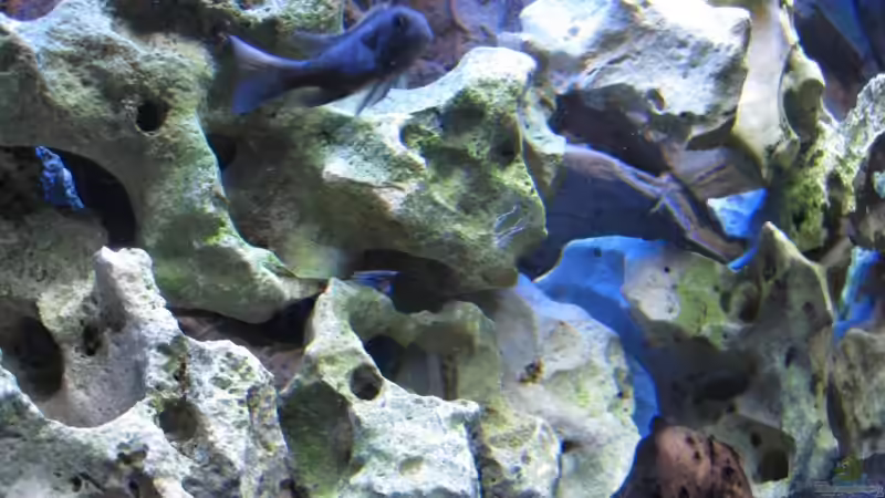 Aquarium Becken 12071 von matze32 (5)