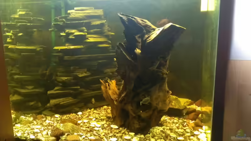 Aquarium Becken 12074 von Thorsten Krupp (2)