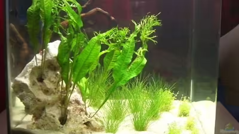 Aquarium Becken 12094 von Basel (2)