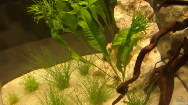 Aquarium Becken 12094 von Basel (3)