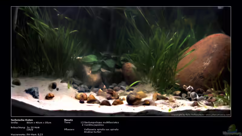 Aquarium Becken 121 von Felix Hollenstein (2)