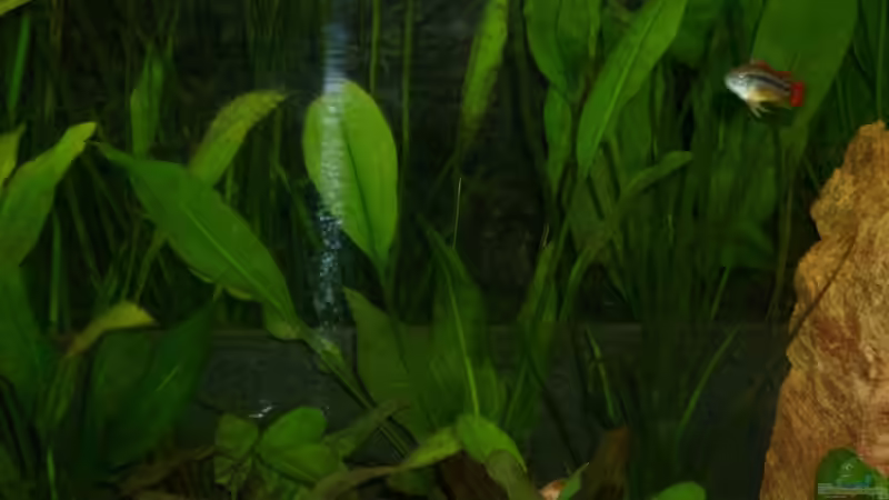 Aquarium Becken 12103 von Mirtscho (2)