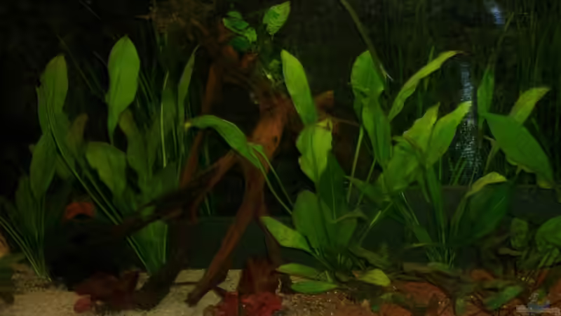 Aquarium Becken 12103 von Mirtscho (3)