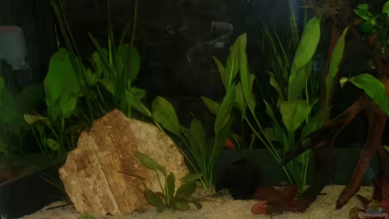 Aquarium Becken 12103 von Mirtscho (4)