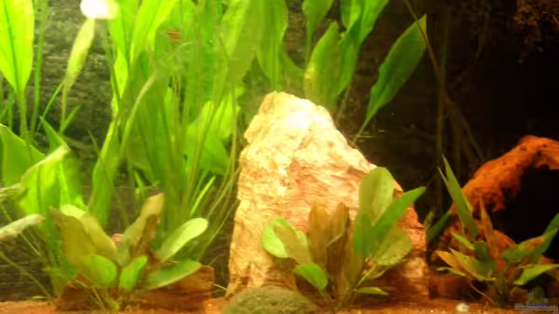 Aquarium Becken 12103 von Mirtscho (7)