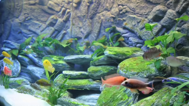 Aquarium Becken 12122 von Klaus Fischer (4)