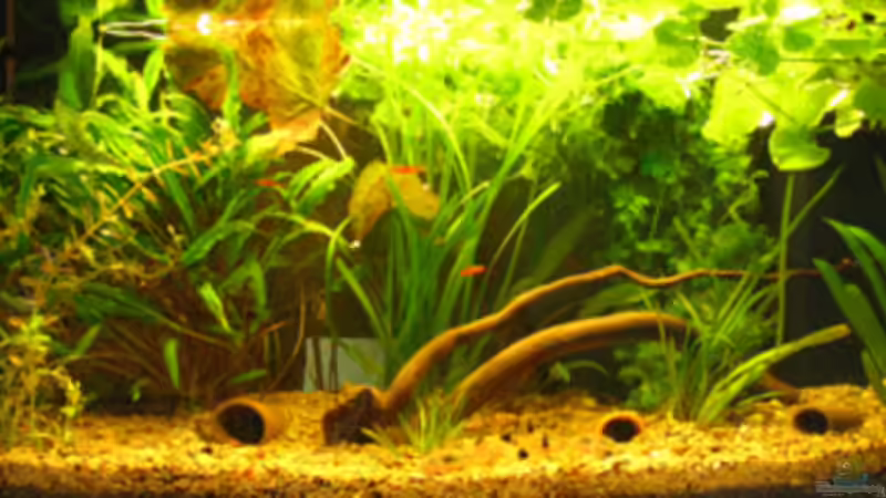 Aquarium Becken 12144 von Fischliebhaber Timo (2)