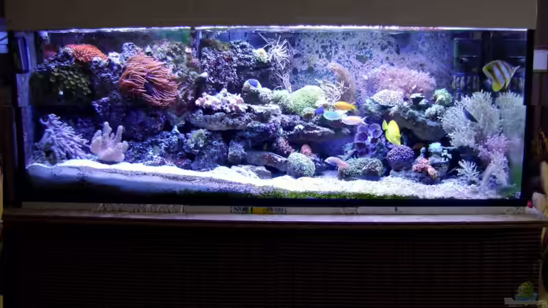 Aquarium Becken 12156 von Manuel Saßenberg (2)