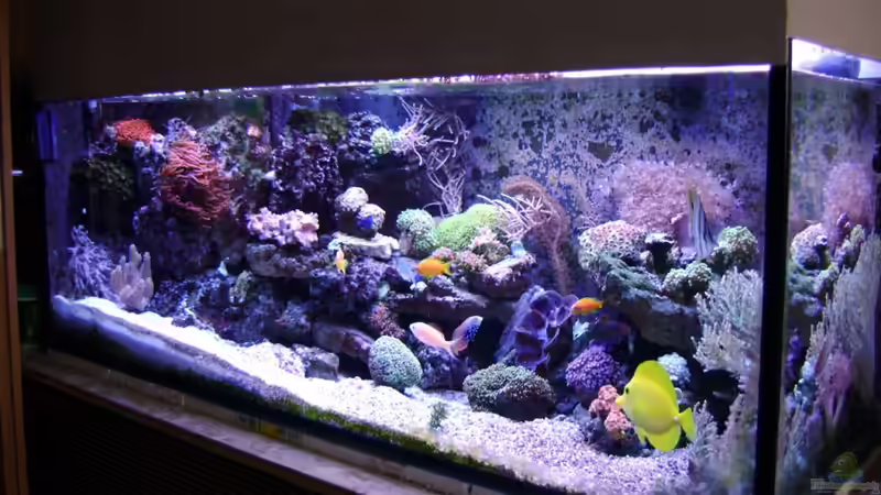 Aquarium Becken 12156 von Manuel Saßenberg (3)