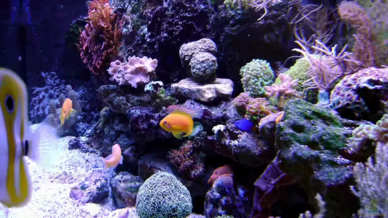 Aquarium Becken 12156 von Manuel Saßenberg (4)