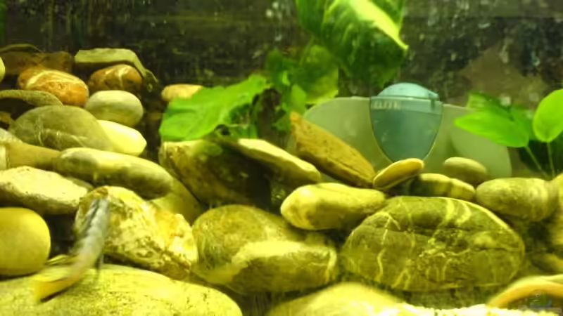 Aquarium Becken 12173 von Christoph H. (12) (3)