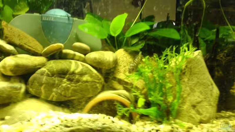 Aquarium Becken 12173 von Christoph H. (12) (4)