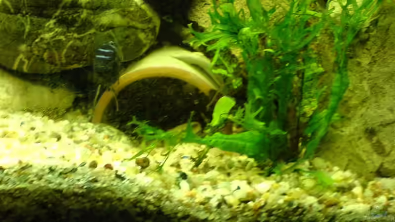 Aquarium Becken 12173 von Christoph H. (12) (5)