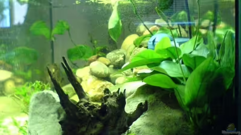 Aquarium Becken 12173 von Christoph H. (12) (6)