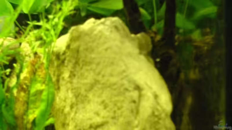 Aquarium Becken 12173 von Christoph H. (12) (7)