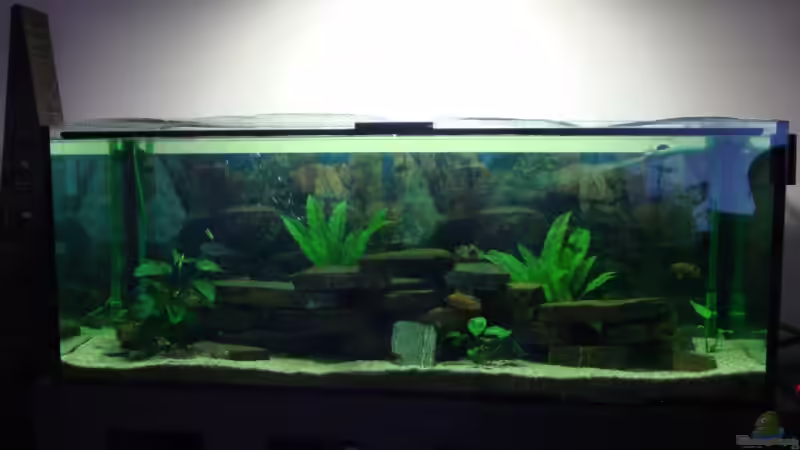 Aquarium Becken 12205 von Sponge Bob (2)