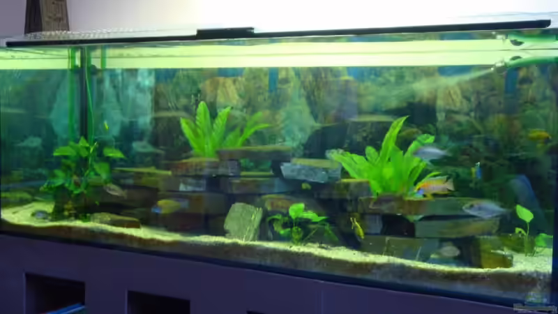 Aquarium Becken 12205 von Sponge Bob (5)