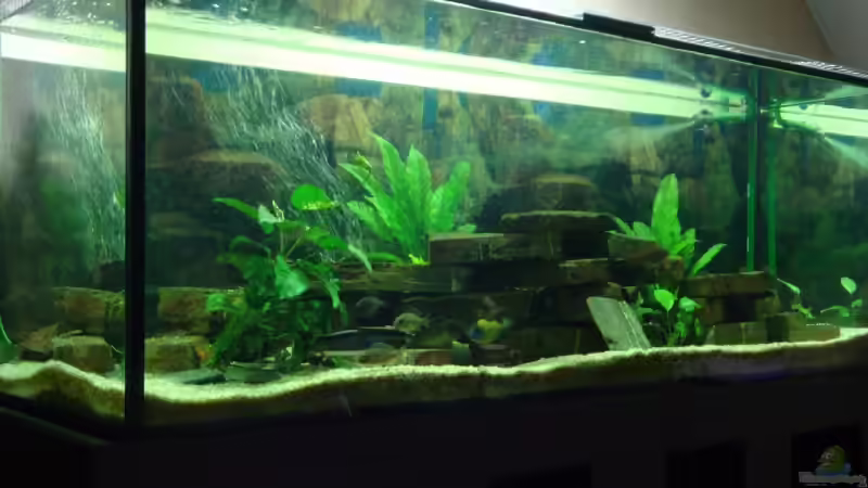 Aquarium Becken 12205 von Sponge Bob (6)