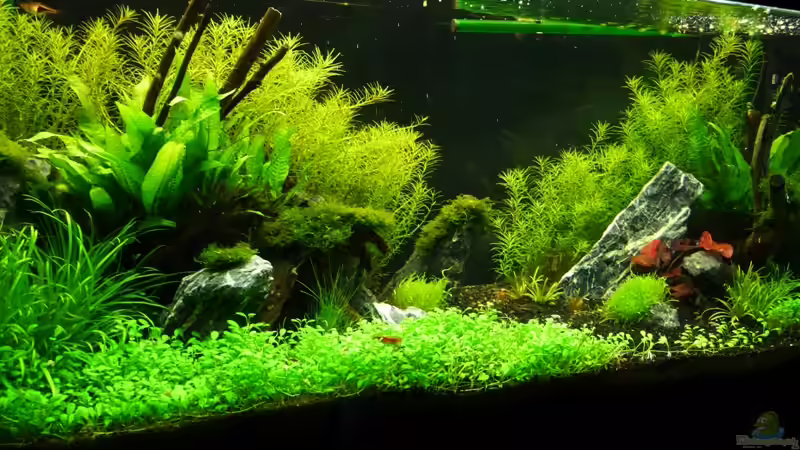 Aquarium Becken 12207 von Thomas Sprenger (3)