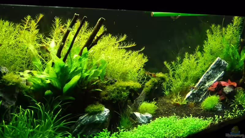 Aquarium Becken 12207 von Thomas Sprenger (4)