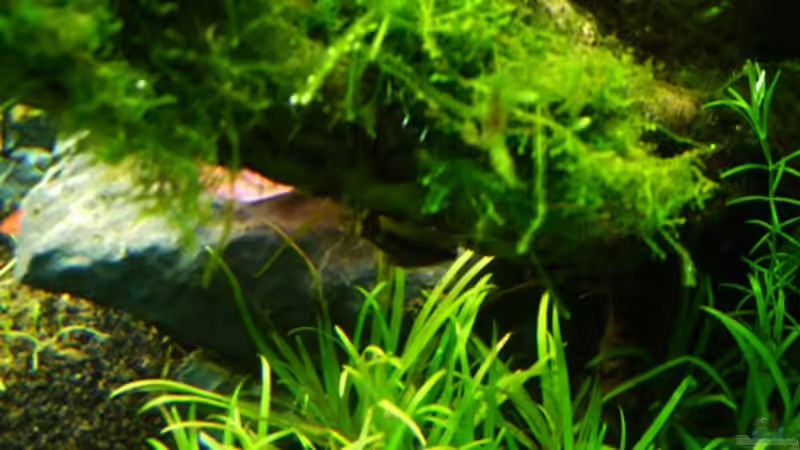 Aquarium Becken 12207 von Thomas Sprenger (5)